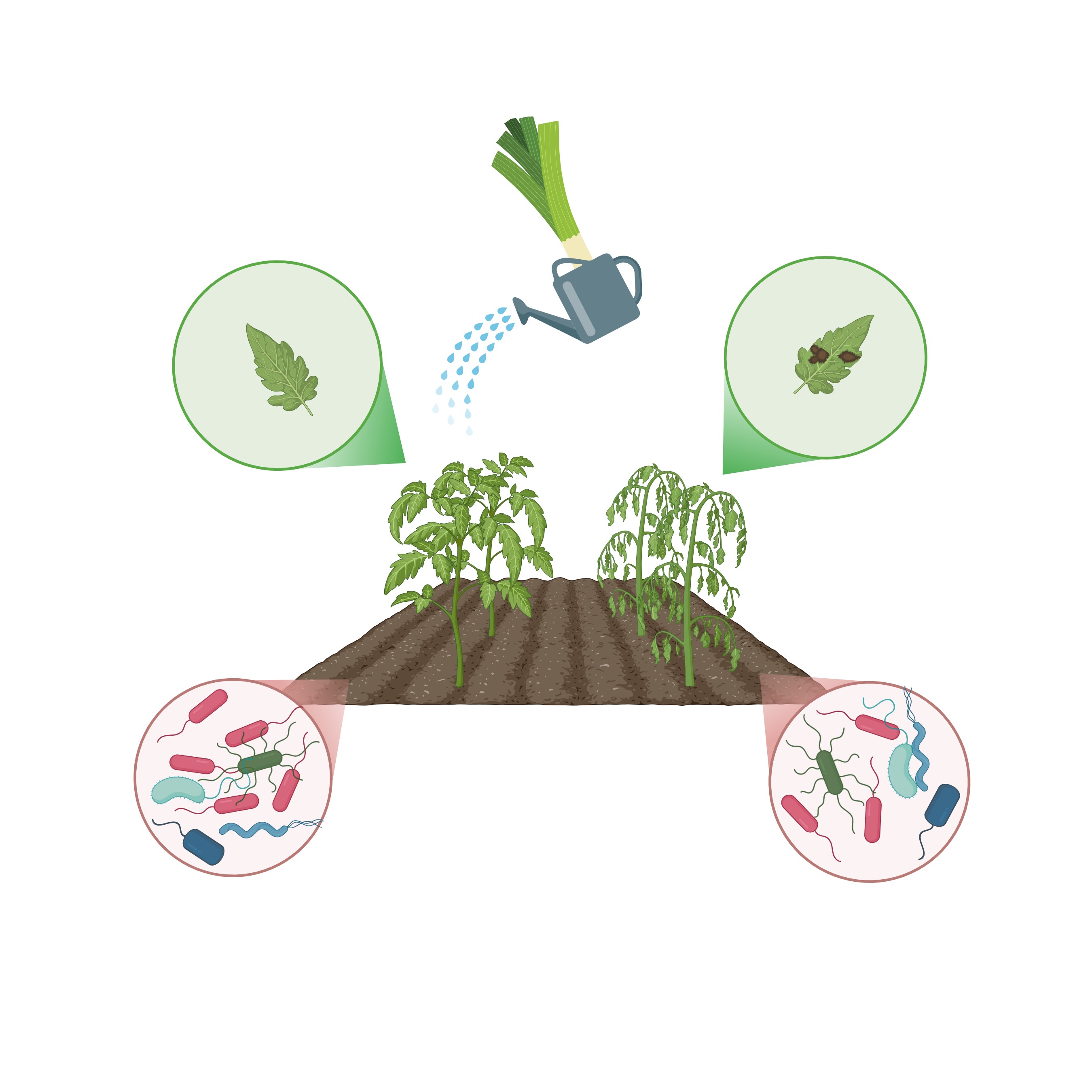 CoopVegetale logo