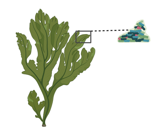 AlgaHolobiont logo