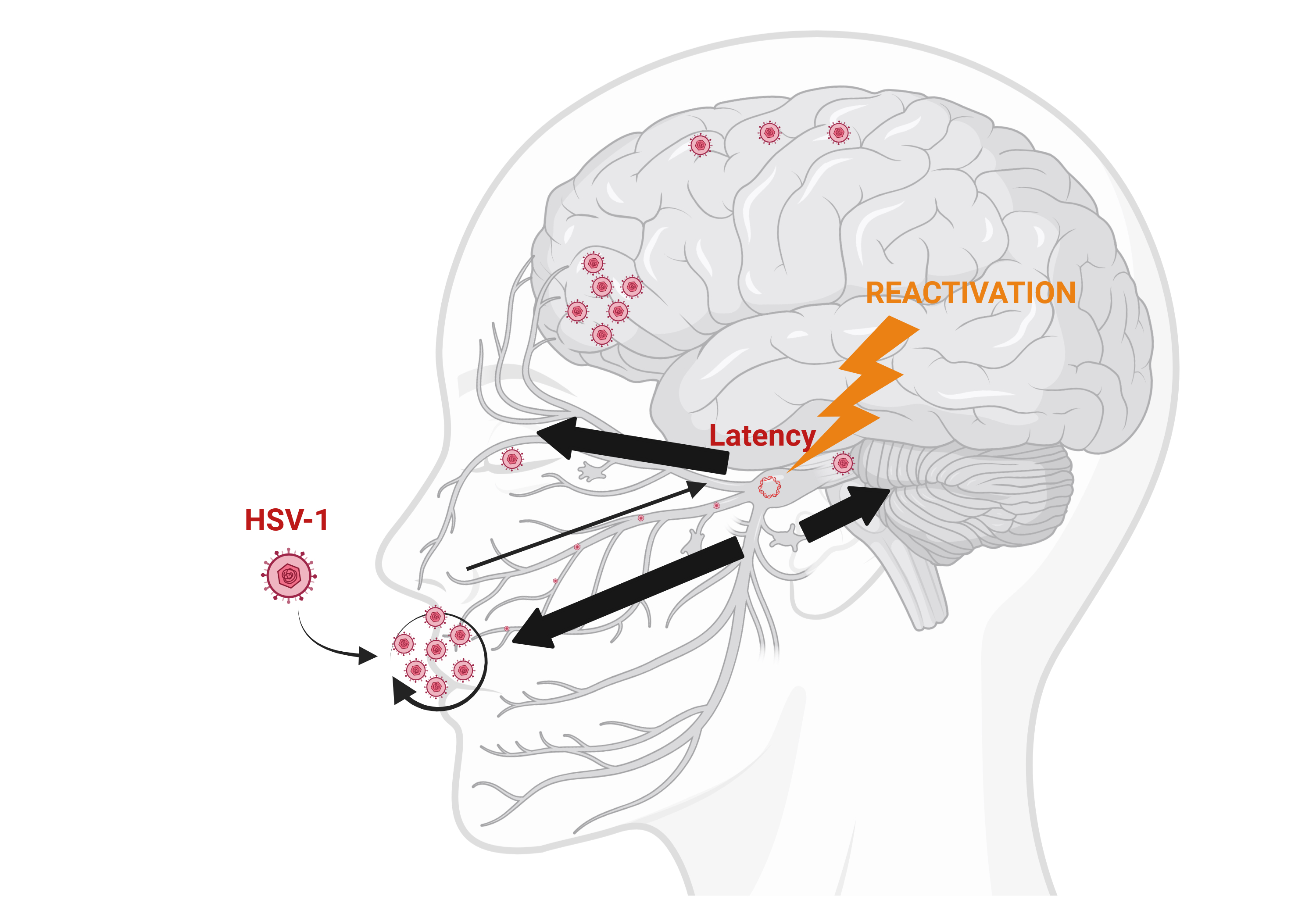 Virus and brain logo