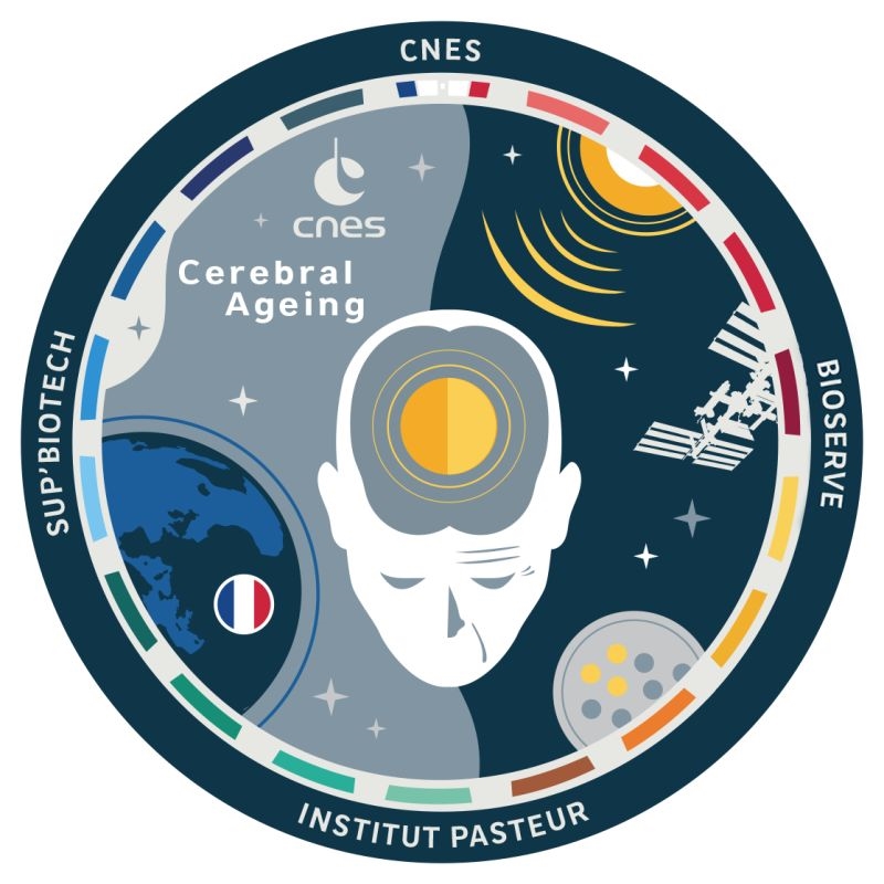 Cerebral Ageing logo